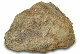 Dinosaur (Triceratops) Bone Section - Montana #300458-1